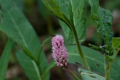 Amphibious Bistort (Persicaria amphibia), Bevercotes Pit Wood, Notts..