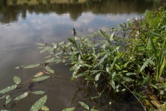 Amphibious Bistort (Persicaria amphibia), NT Hardwick, Derbyshire.