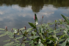 Amphibious Bistort (Persicaria amphibia), NT Hardwick, Derbyshire.