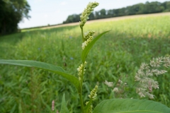 Pale Persicaria (Persicaria lapathifolia), Letwell, Yorkshire