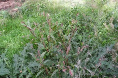 Redleg (Persicaria maculosa), Lindrick Common, Yorkshire