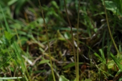 Common Butterwort (Pinguicula vulgaris), Ginny Springs, Whitwell Wood, Derbyshire.