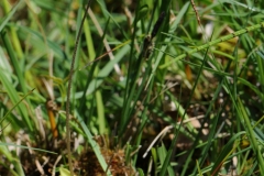 Common Butterwort (Pinguicula vulgaris), Ginny Springs, Whitwell Wood, Derbyshire.