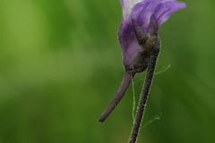 Common Butterwort (Pinguicula vulgaris), Ginny Springs, Whitwell Wood, Derbyshire.