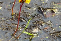 Greater Bladderwort (Utricularia vulgaris), Thorne Moors.