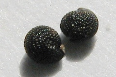 Blinks (Montia fontana) seeds, Dunniwood Aveenue.