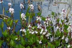 Bogbean (Menyanthes trifoliata), Old Moor.