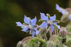 Borage (Borago officinalis), Danes Hill NR, Notts.