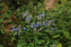 Borage (Borago officinalis), Danes Hill NR, Notts.