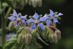 Borage (Borago officinalis), Danes Hill NR, Notts.