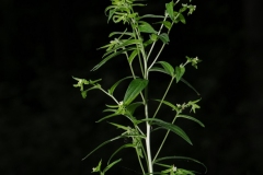 Common Gromwell (Lithospermum officinale), Whitwell Wood, Derbyshire.