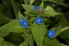 Common Lungwort (Pulmonaria officinalis), Lound, Notts.