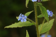 Green Alkanet (Pentaglottis sempervirens), Barnack Hills & Holes, Cambridgeshire.