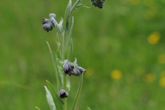 Hound's Tongue (Cynoglossum officinale), Barnack Hills & Holes, Cambridgeshire.