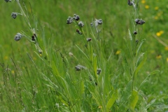 Hound's Tongue (Cynoglossum officinale), Barnack Hills & Holes, Cambridgeshire.