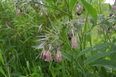 Russian Comfrey (Symphytum x uplandicum), Tinsley & Sheffield Canal.