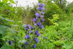 Vipers Bugloss (Echium vulgare), Barrow Hills NY, Notts.