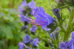 Vipers Bugloss (Echium vulgare), Barrow Hills NY, Notts.