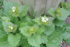 Garlic Mustard (Alliaria petiolata) Upton Country Park.