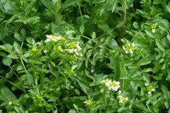 Watercress (Nasturtium officinale), Upton Country Park.