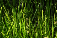 Branched Bur-reed (Sparganium erectum), Ravenfield Park, South Yorkshire.