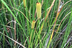 Lesser Bulrush (Typha angustifolia), Thorpe Marsh Nature Reserve.