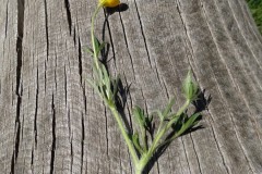 Bulbous Buttercup (Ranunculus bulbosus), Potteric Carr.