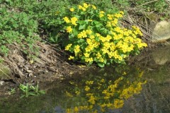 Marsh-marigold (Caltha palustris), by Skell (Skellow).