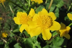 Marsh-marigold (Caltha palustris), by Skell (Skellow).