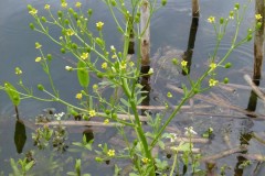 Celery-leaved Buttercup (Ranunculus sceleratus), Old Moor.