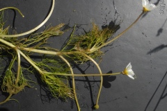 Common Water Crowfoot (Ranunculus aquatilis), Pleasley Country Park, Derbyshire