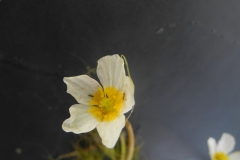 Common Water Crowfoot (Ranunculus aquatilis), Pleasley Country Park, Derbyshire