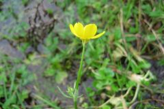 Hairy Buttercup (Ranunculus sardous), Thorne Moors.