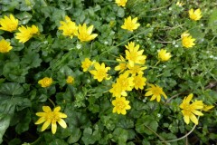 Lesser Celandine (Ranunculus ficaria), Wadworth Wood.