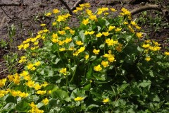 Marsh Marigold (Caltha palustris), Roche Abbey.