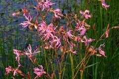 Ragged Robin (Silene Flos-cucul), John Scott’s Farm