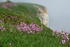 Red Campion (Silene dioica), Bempton Cliffs