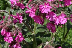 Red Campion( Silene dioica), Manor Lodge, Sheffield