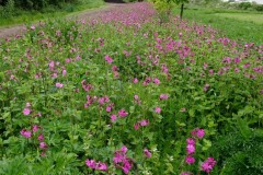 Red Campion( Silene dioica), Manor Lodge, Sheffield