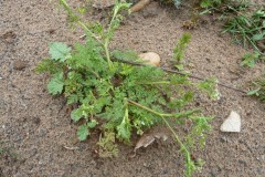 Bur Chervil (Anthriscus caucalis), Austerfield.