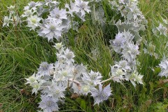 Sea -holly (Eryngium maritimum), Spurn Point.