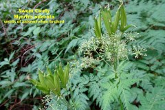 Sweet Cicely (Myrrhis odorata), Oxclose Wood, North Yorkshire.