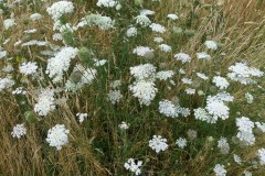 Wild carrot (Daucus carota), Lakeside Doncaster.