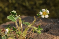 Barren Strawberry (Potentilla sterilis), Longshaw NT, Derbyshire.