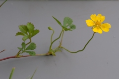 Creeping Cinquefoil - Potentilla reptans, Dinnington