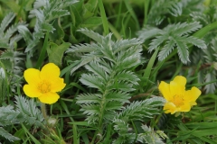 Silverweed (Potentilla anserina), Cressbrook Dale, Derbyshire.