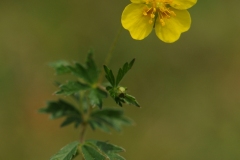 Tormentil (Potentilla erecta), Cressbrook Dale, Derbyshire