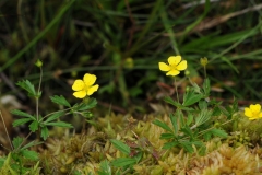 Trailing Tormentil (Potentilla anglica), Derwent Moors, Derbyshire