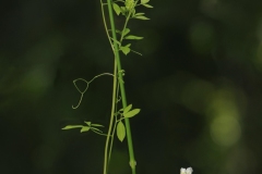 Climbing Corydalis (Ceratocapnos claviculata), Barrow Hills NR.