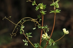 Climbing Corydalis (Ceratocapnos claviculata), Hatfield